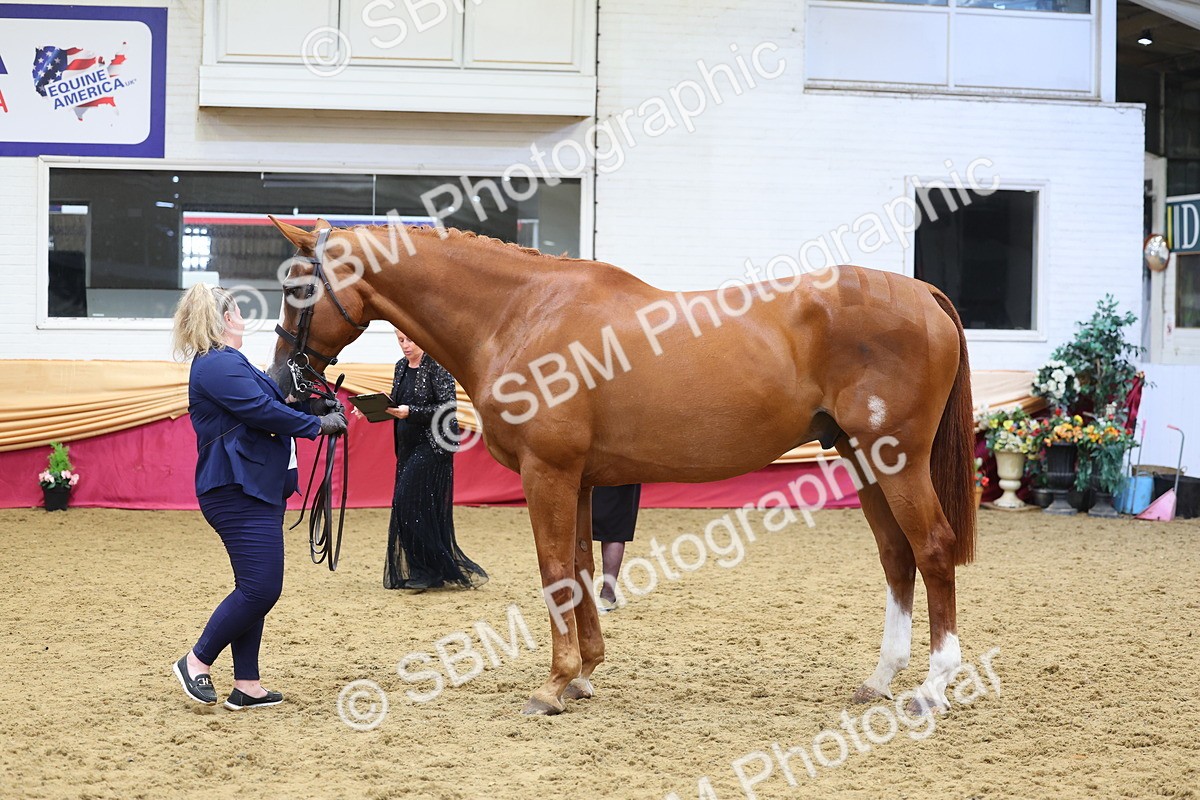 SBM_22888 - Class 903 - Supreme Final - IH Pre Vet