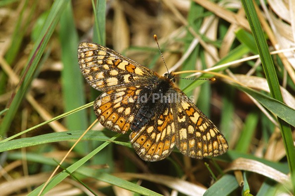 Marsh Fritillary - Insects