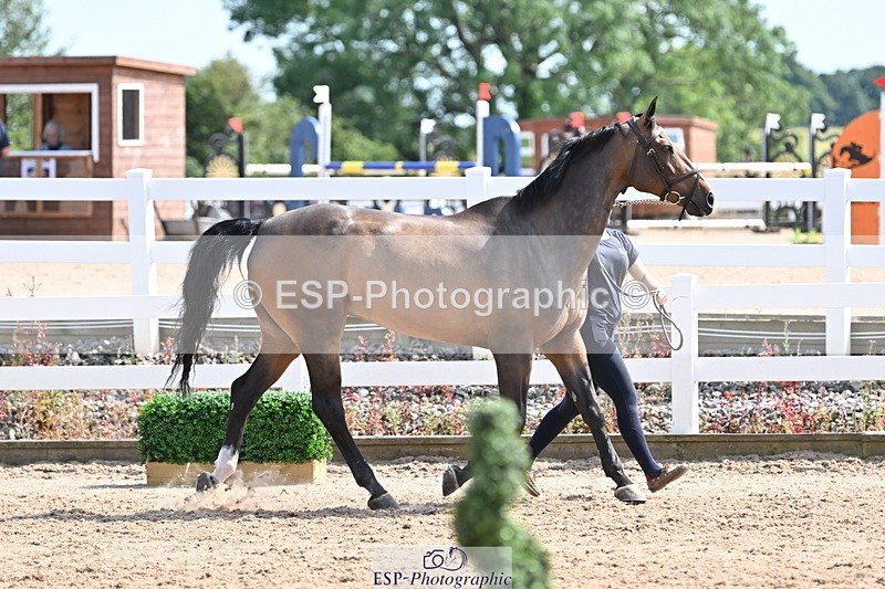 240717A-154605-03050 - Trot Up 3pm to 4pm