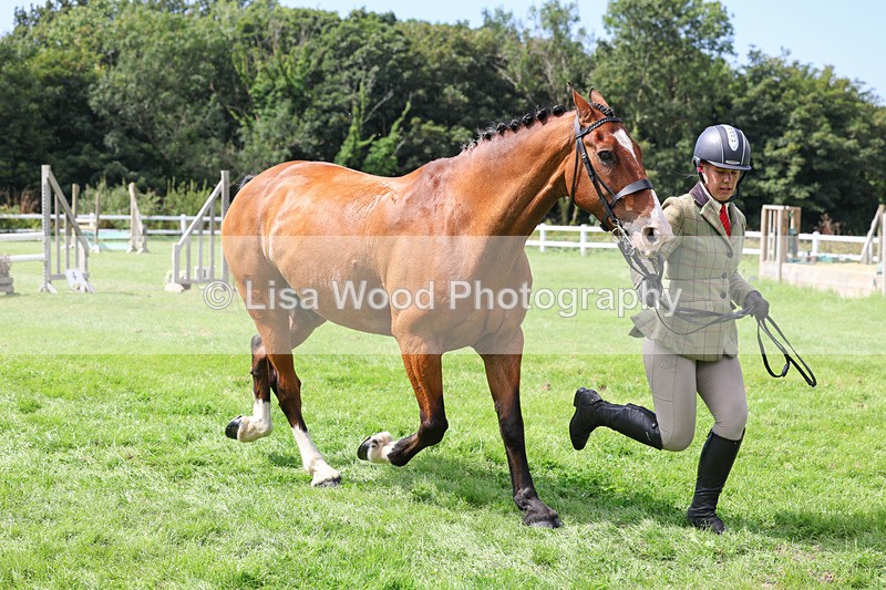 3E7A8788 - Class 5: Working Show Horse