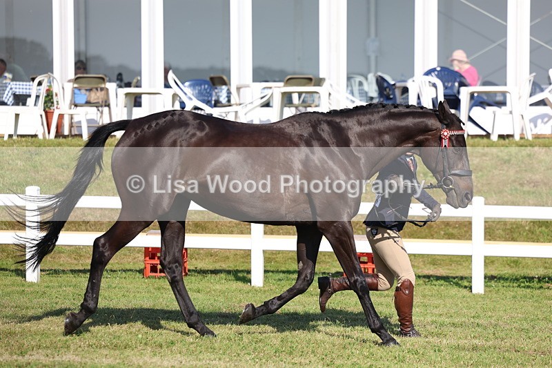 3E7A5727 - Class 2: Rising Star Large Hack/Riding Horse