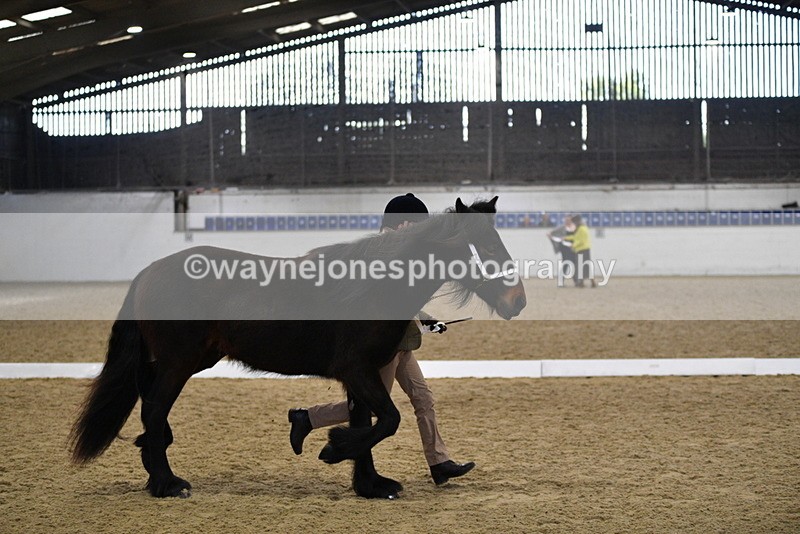 WJ5_4244 - Class 6 In hand M&M - Large Breeds