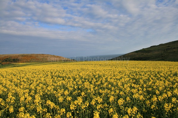 Rapeseed Fields _DO048 - Dorset landscape Photography