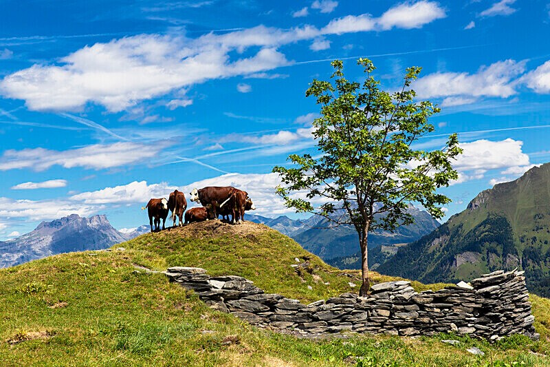 Cow viewpoint - European Landscapes