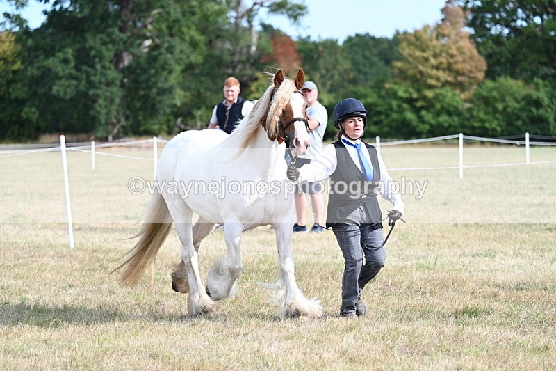 WJ7_8154 - In-hand Championship