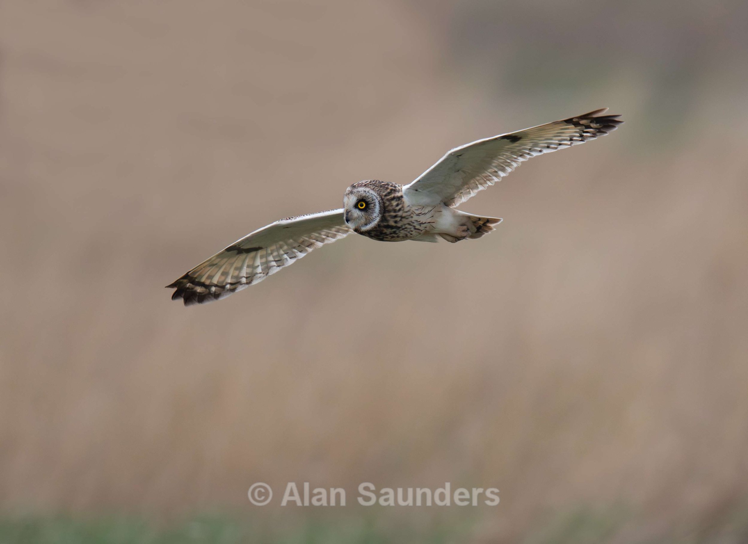 Short Eared Owl