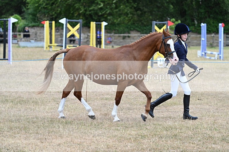 WJ7_8559 - Class 4 Prettiest Mare up to 14.2hh