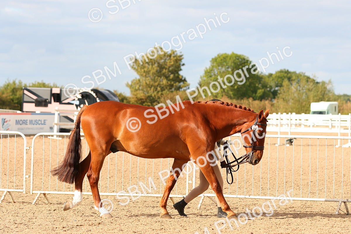 SBM_18325 - Class 318 - IH Part Bred Horse Pony