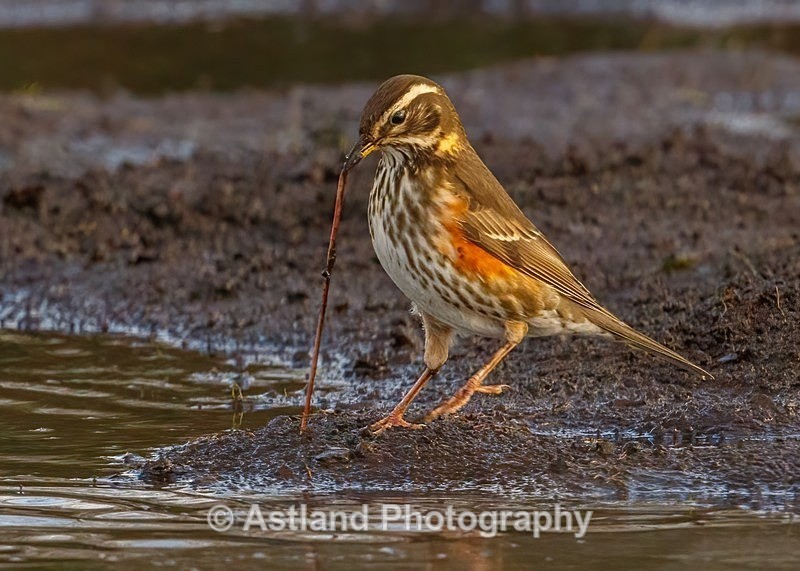 Astland Photography, Bird and Wildlife Images, Susan and Peter Wilson, U.K