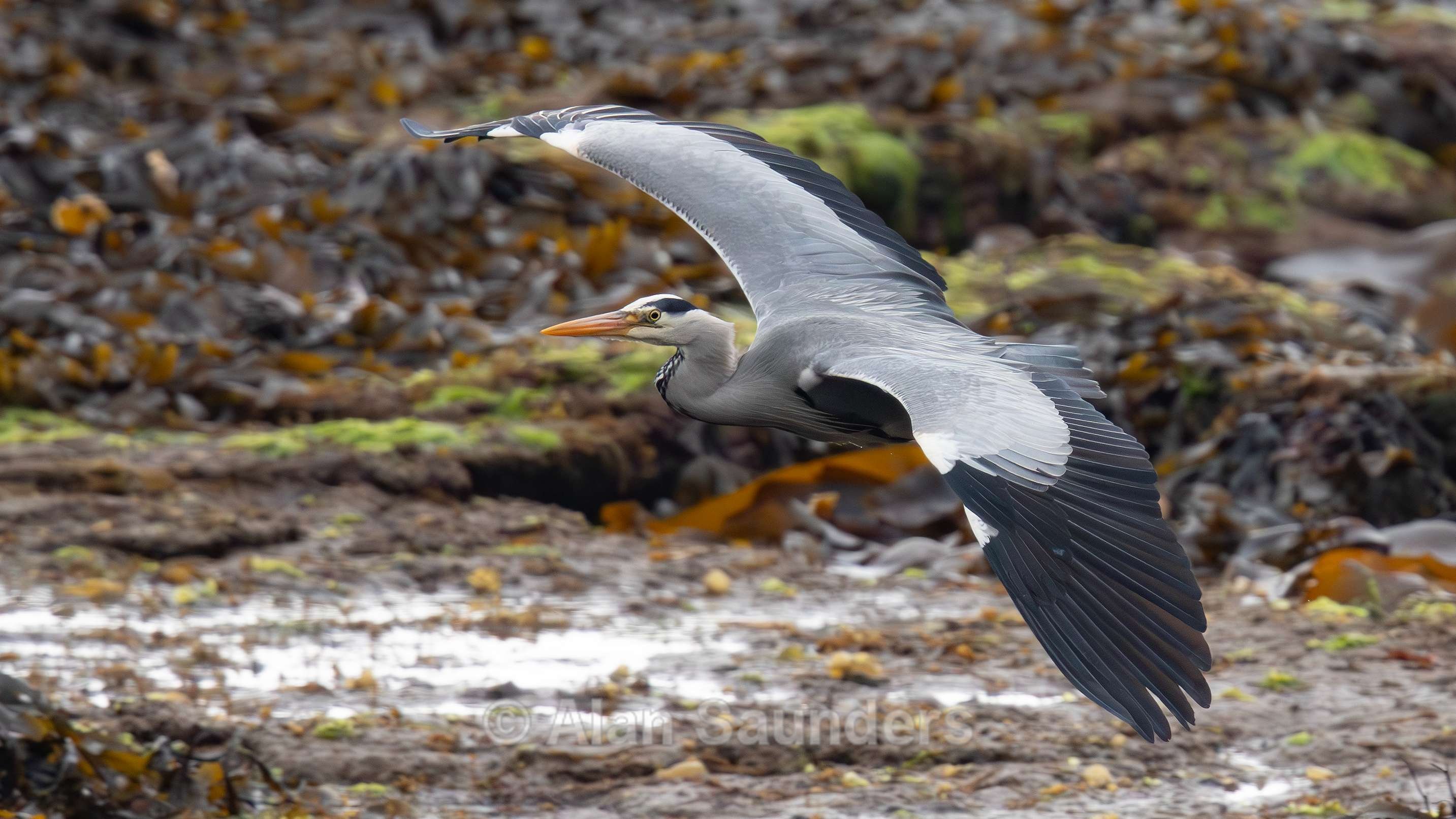 Grey Heron 1