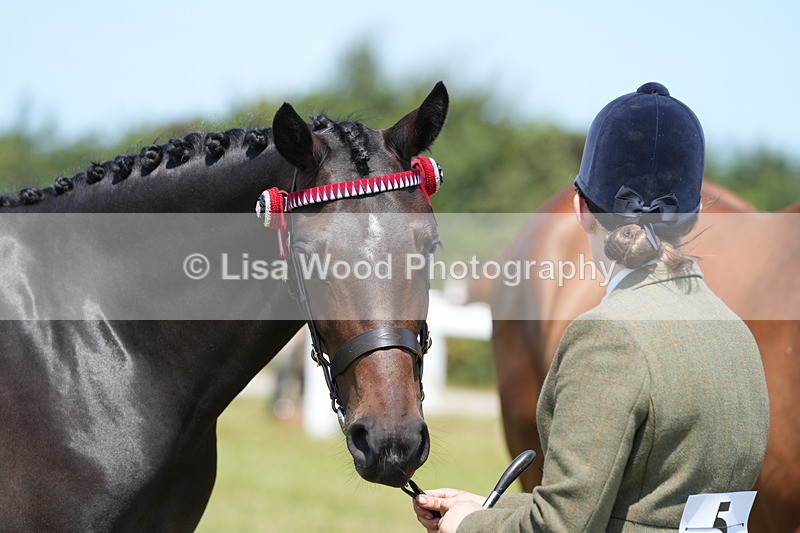 DSC06286 - Class 54: Hunter/Riding Horse/Hack 1 & 2 yr olds