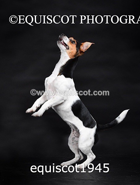 equiscot1945 - MARIS & CHIP