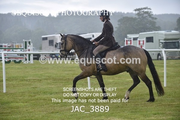 JAC_3889 - 55cm WORKING HUNTER