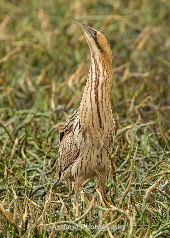 Astland Photography, Bird and Wildlife Images, Susan and Peter Wilson, U.K.