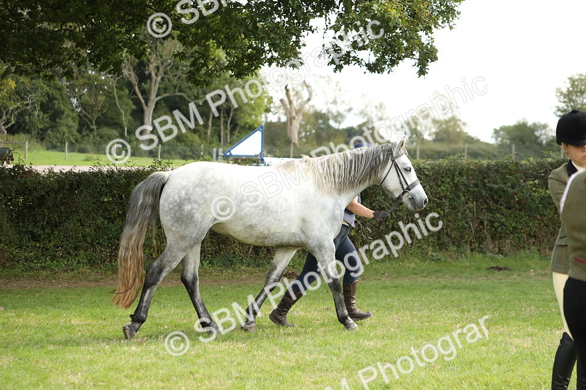 SBM_65503 - S47 - Mountain & Moorland In Hand Large Breeds