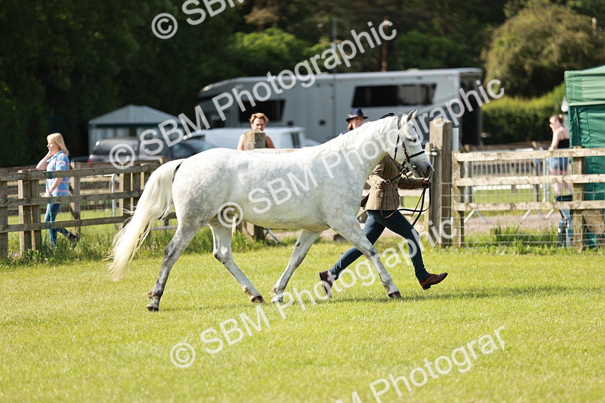 SBM_01623 - Class 14-23 - Mountain & Moorland In Hand Non Welsh