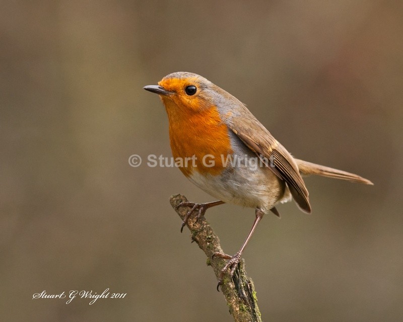 334 - All other Birds