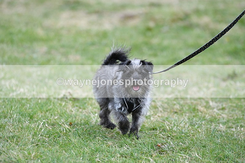 WJ5_9106 - Class 1 Best Cross Breed / Heniz 57