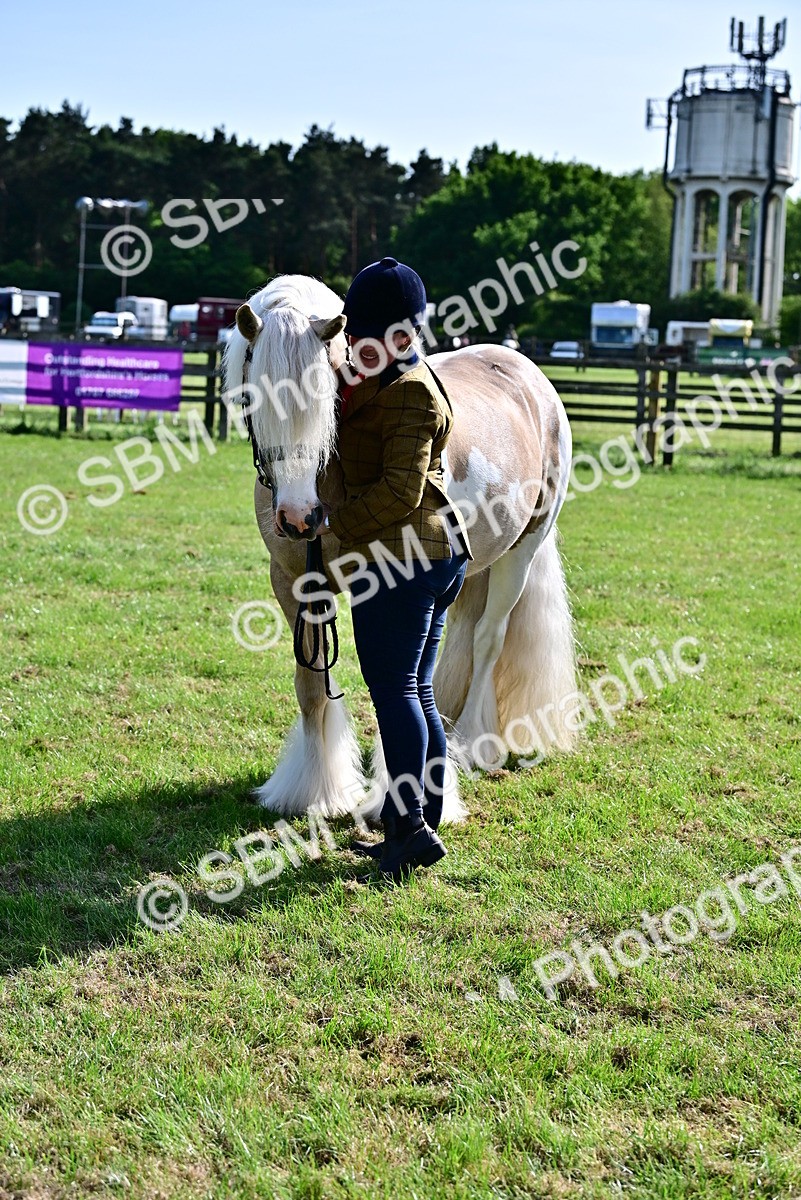 SBM_10121 - Class 63-65 - Traditional Gypsy Cobs In Hand & Ridden