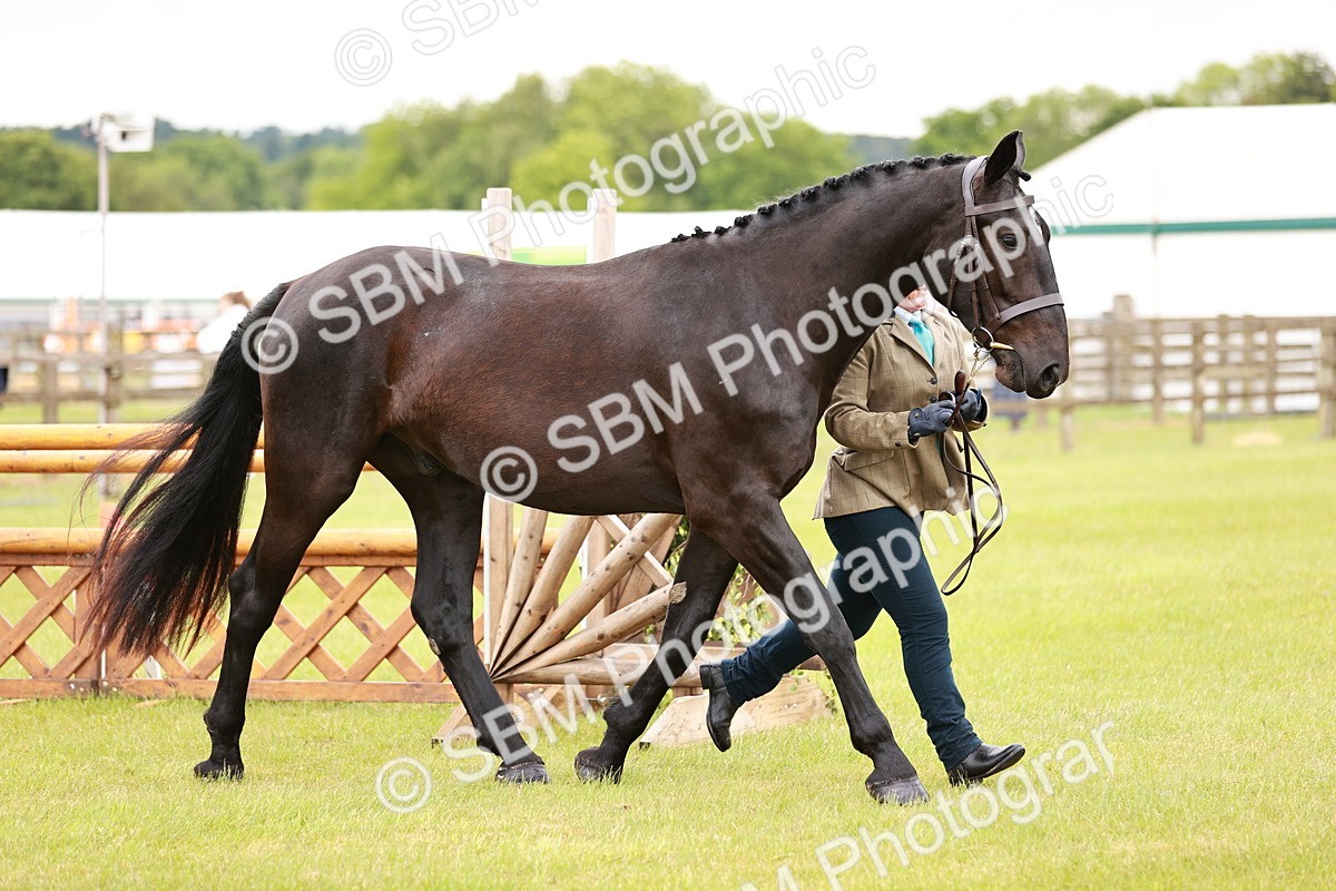 SBM_00807 - Class 26-30 Sport Horse In Hand
