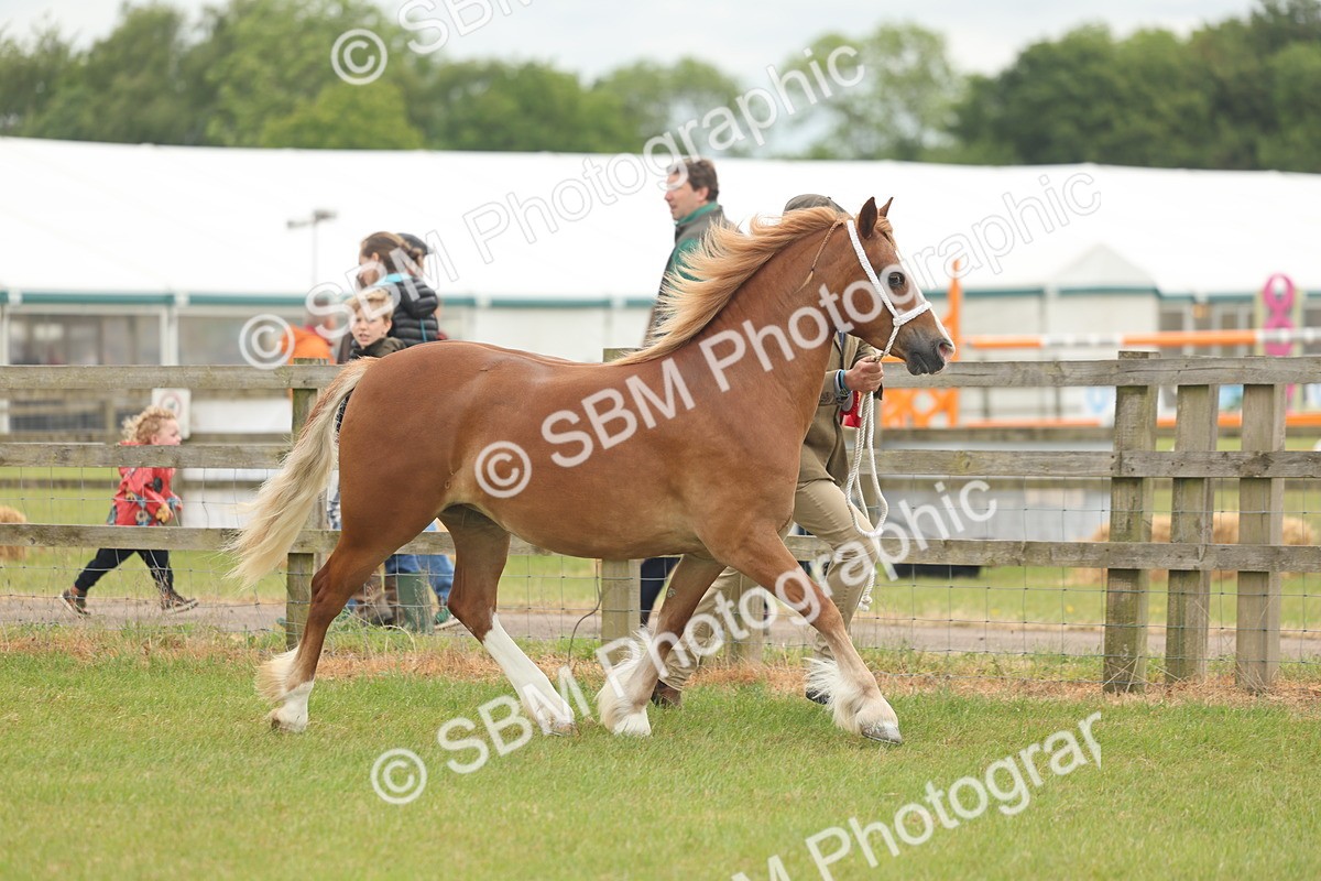 SBM_02434 - Class 50-57 - M&M Welsh Pony In Hand