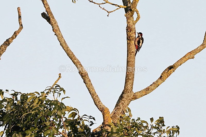  - Wildlife