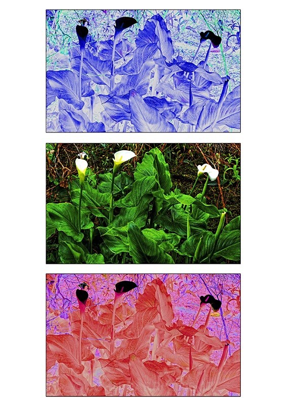 Lily Triptych 1 - TREES, FLOWERS AND PLANT PHOTOS