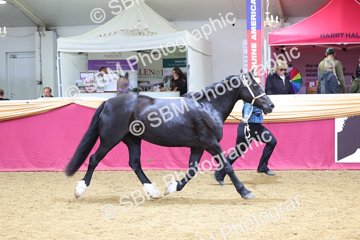 SBM_22771 - Class 903 - Supreme Final - IH Pre Vet