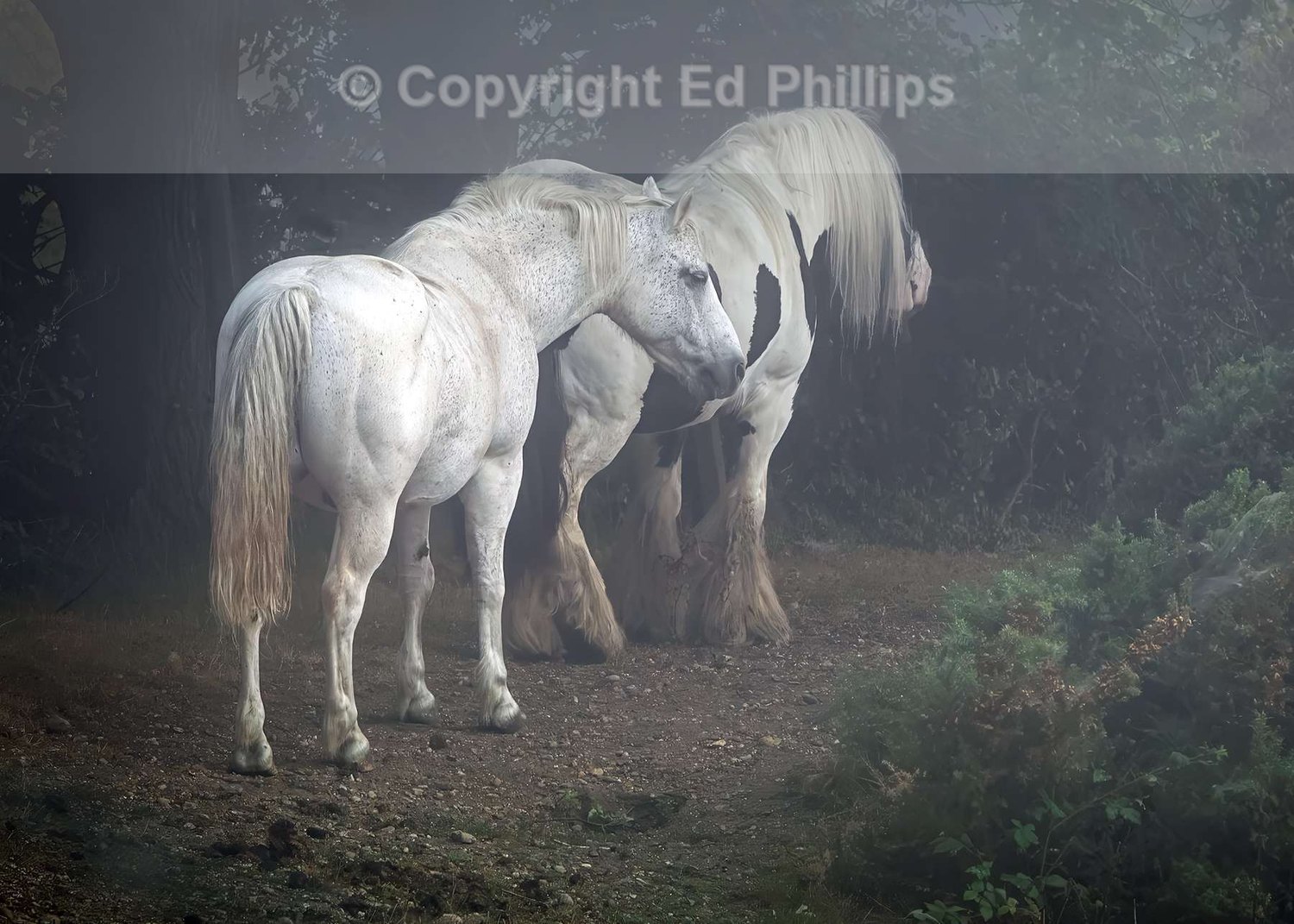 First Light on a Misty Morning