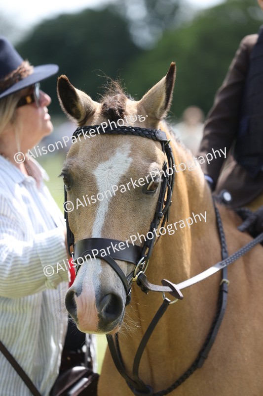 20260614-1881 - Class 21 - Novice Working Hunter Pony