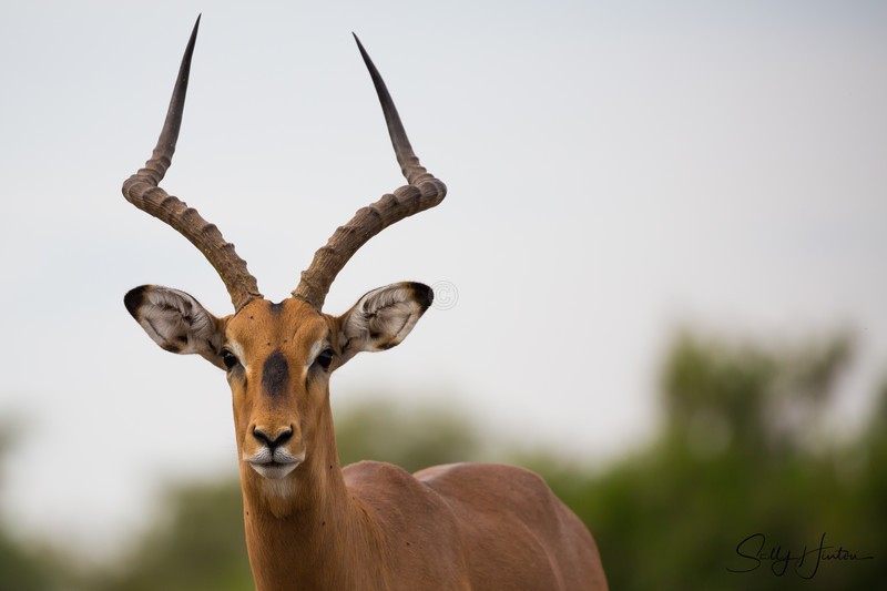 Impala Portrait 1