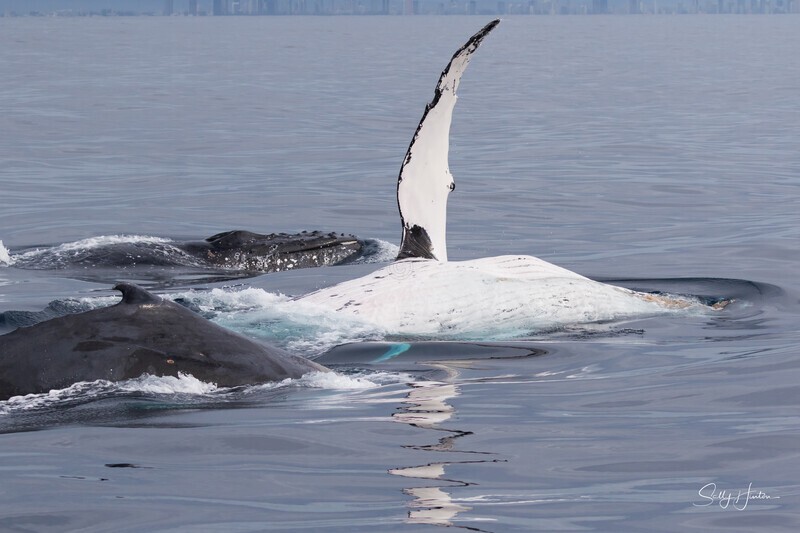 0A3A6538. Pectal Slap Reflection 3 - 2023 Whale Photos