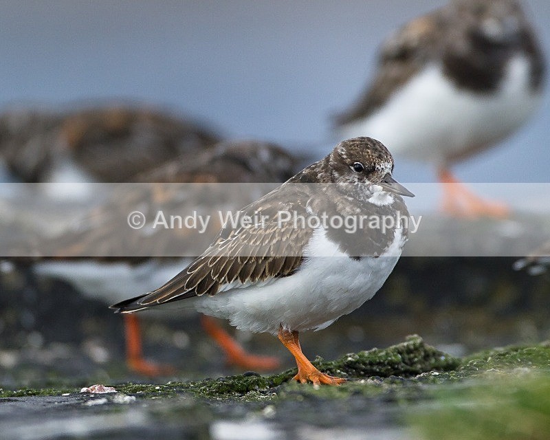 20110927-_MG_7029 - Turnstone