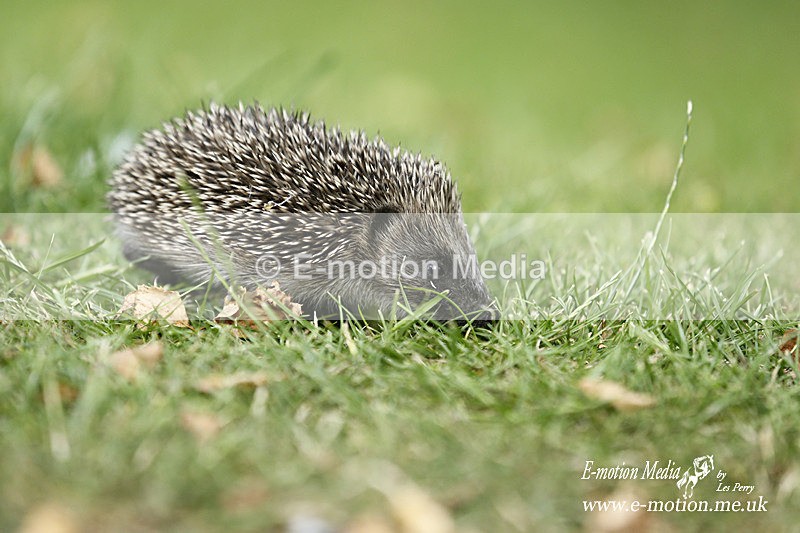 _LES0050 - Nature