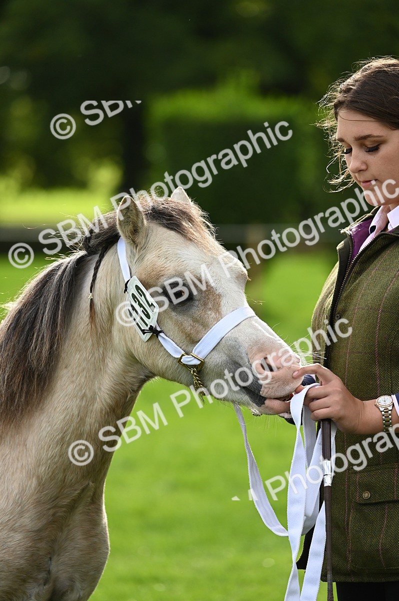 SBM_25021 - S5 - Novice & Newcomer In hand