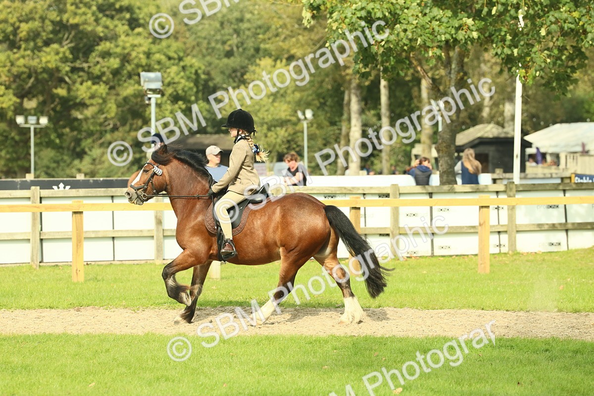 SBM_69057 - S58 - Mini Show Cob Ridden