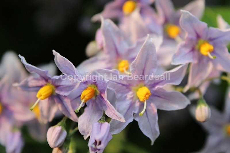 IMG_2985 - Flowers