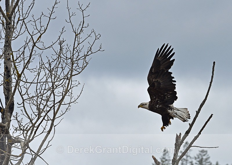 Bald Eagle in Flight Haliaeetus leucocephalus - Birds of Atlantic Canada