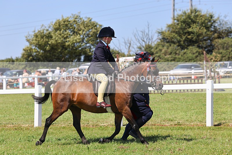 IMG_2201 - Class 36: Part Bred Ridden M & M