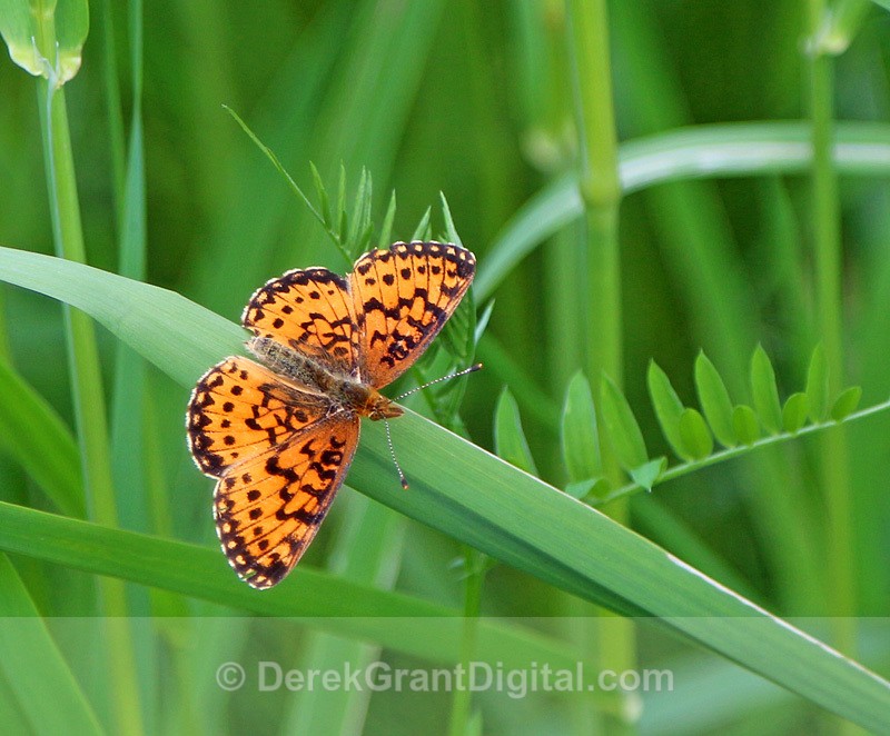 Boloria selene - Butterflies & Moths of Atlantic Canada