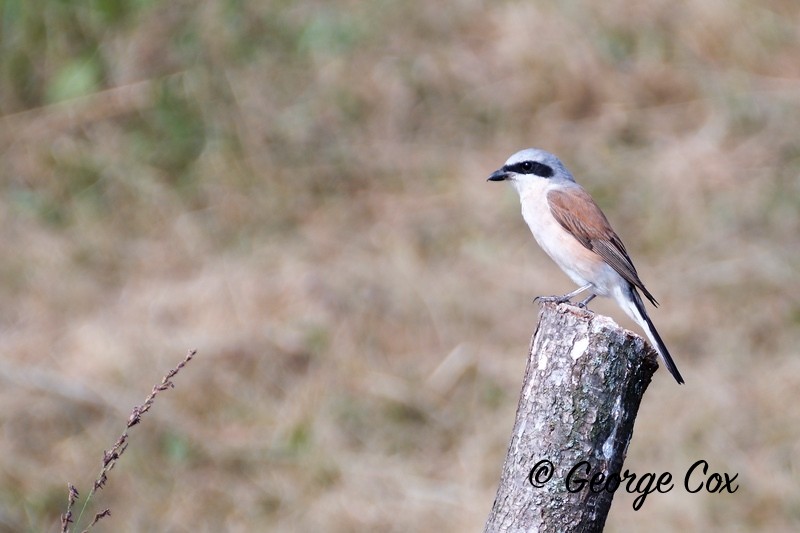 Shrike - Romania
