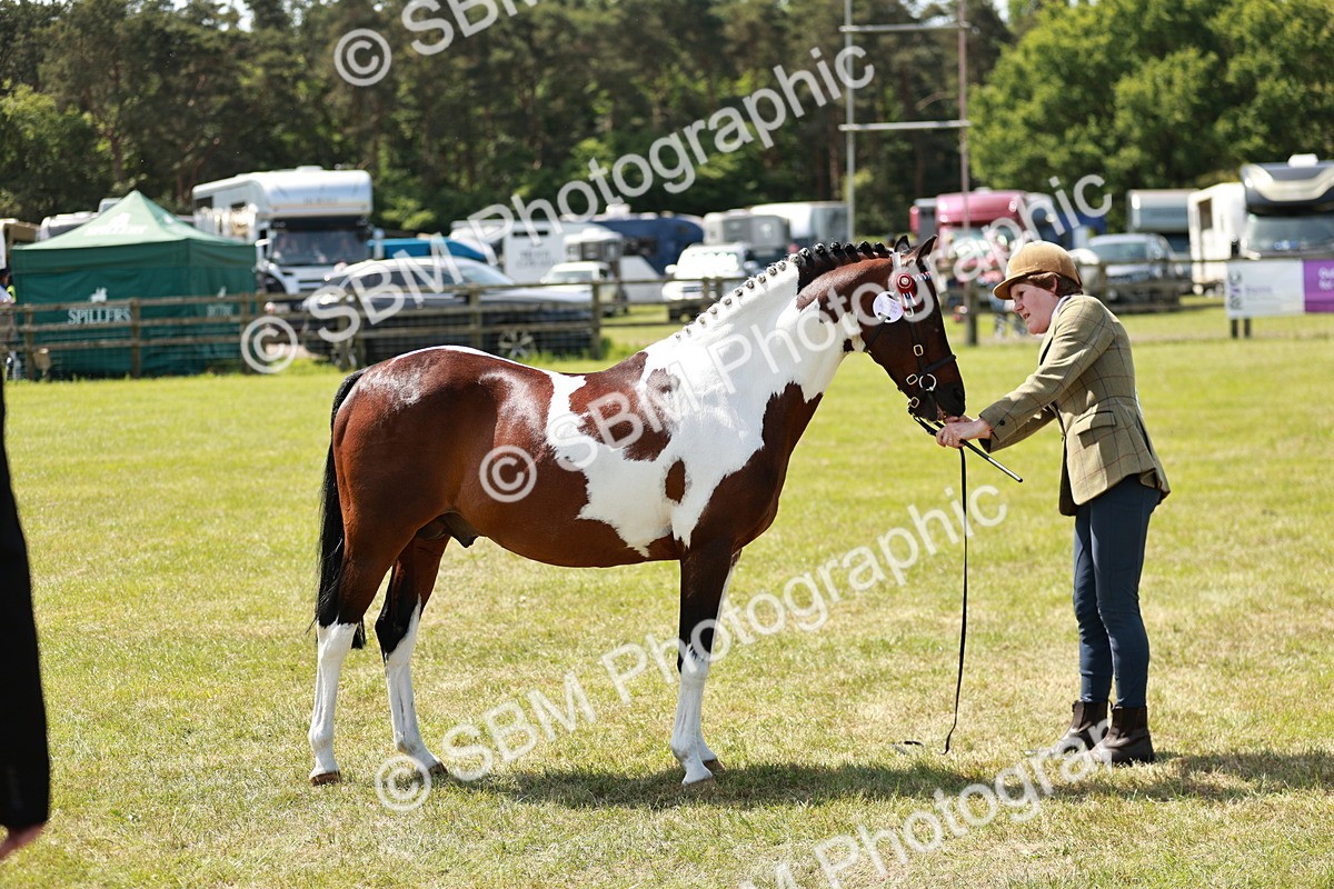 SBM_05447 - Class 41-45 - Riding Pony-Hunter Pony Breeding