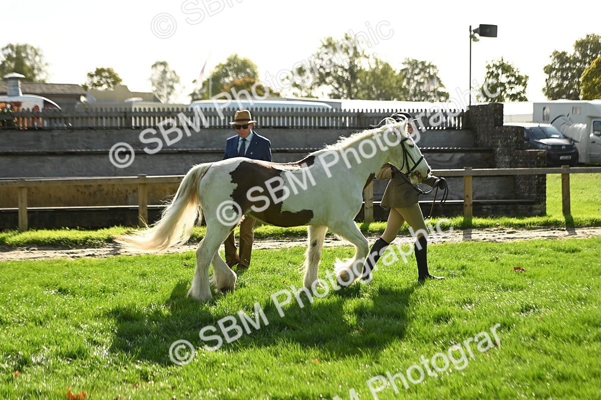 SBM_15902 - S1 - TSR in Hand Horse & Pony Showing