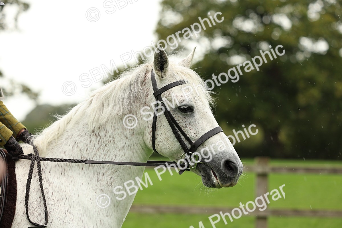 1I0A1450 - S32 - Mountain & Moorland Working Hunter Pony