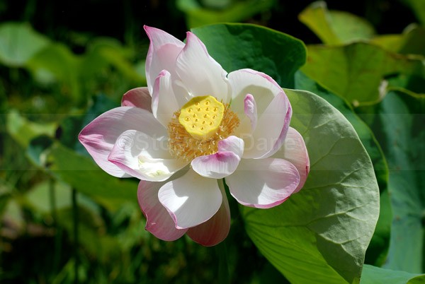 Asian Lotus - Flowers