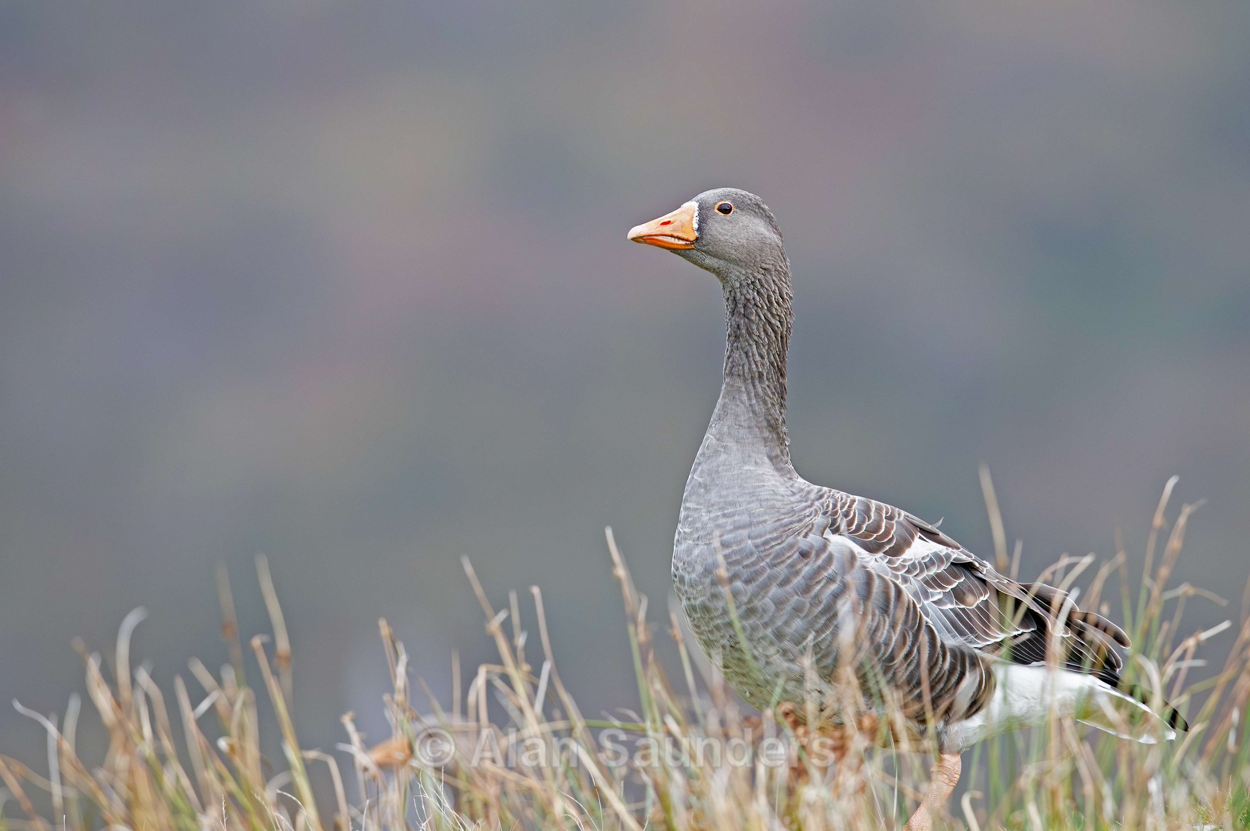 Greylag Goose 3
