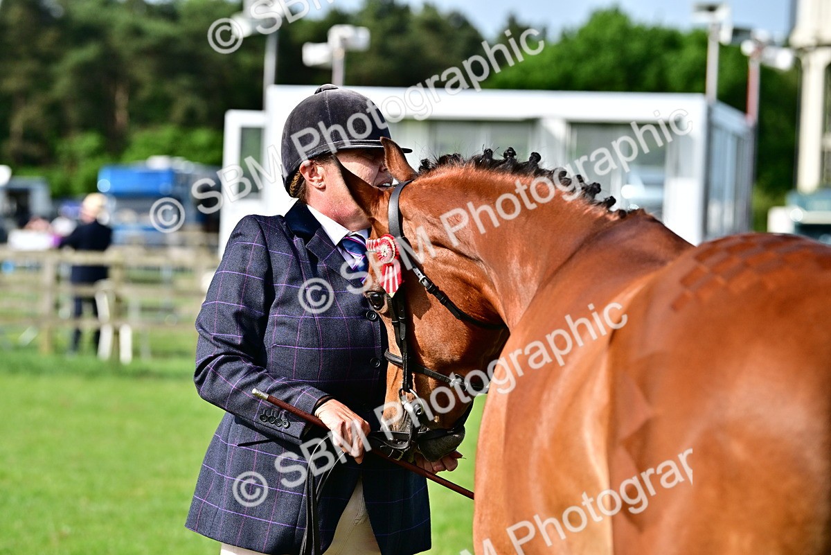 SBM_00988 - Class 46-49 - Arab and Part Bed-Anglo Arab In Hand