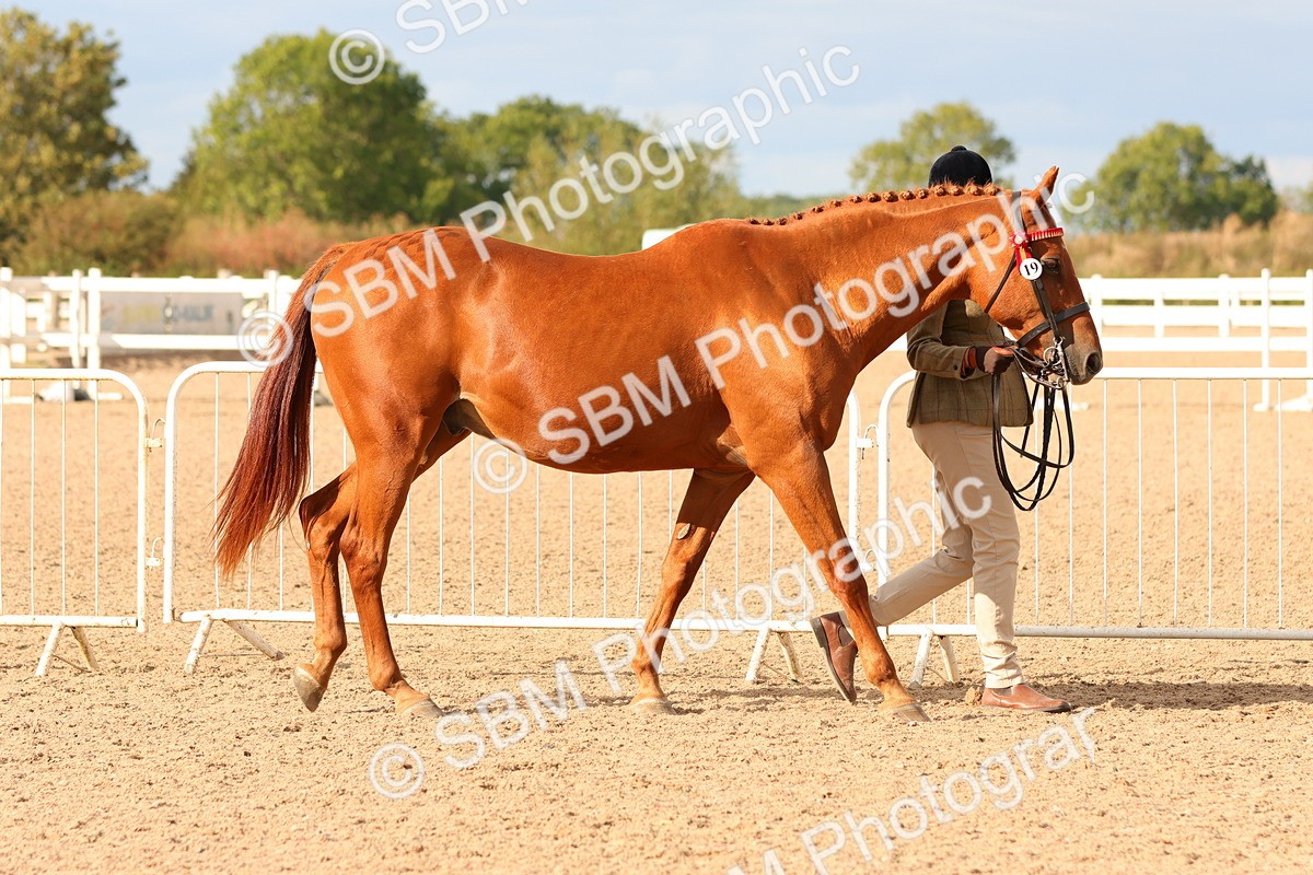 SBM_18332 - Class 318 - IH Part Bred Horse Pony