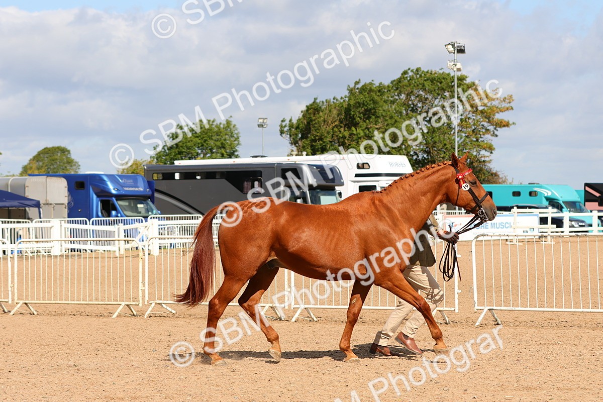 SBM_11163 - Class 208 - IH Veteran Horse