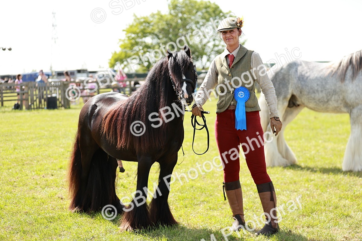 SBM_08693 - Class 63-65 - Traditional Gypsy Cobs In Hand & Ridden